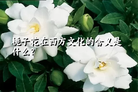 栀子花在西方文化的含义是什么？