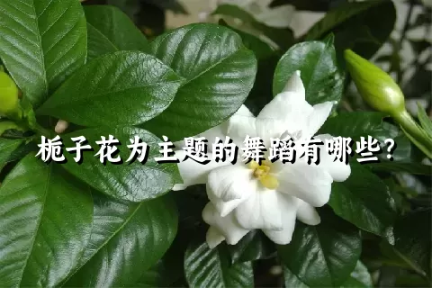 栀子花为主题的舞蹈有哪些？