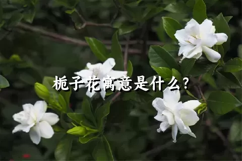 栀子花寓意是什么？