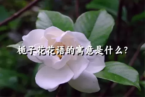 栀子花花语的寓意是什么？