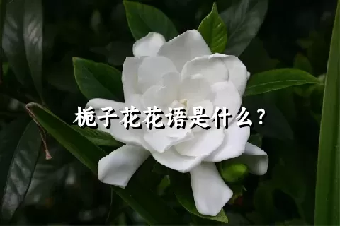 栀子花花语是什么？