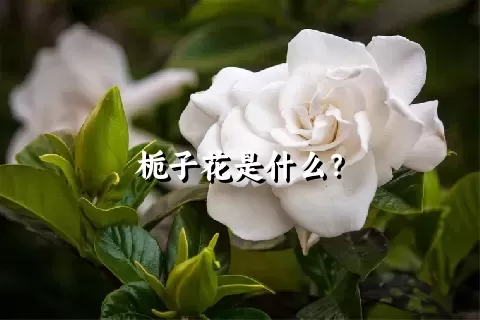 栀子花是什么？