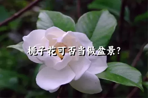 栀子花可否当做盆景？