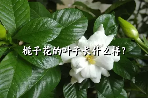 栀子花的叶子长什么样？