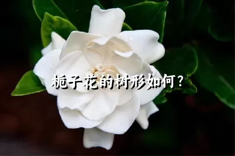 栀子花的树形如何？