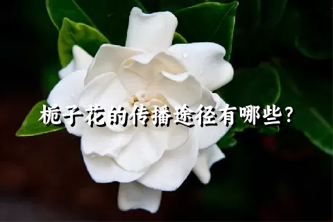 栀子花的传播途径有哪些？