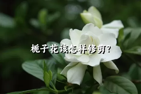 栀子花该怎样修剪？