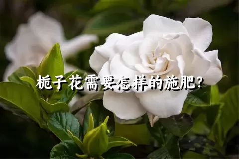 栀子花需要怎样的施肥？