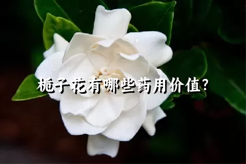 栀子花有哪些药用价值？