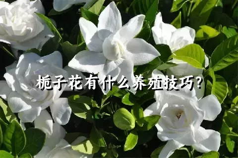 栀子花有什么养殖技巧？