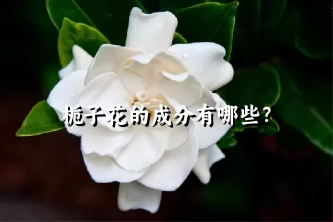 栀子花的成分有哪些？