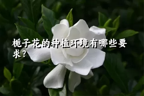 栀子花的种植环境有哪些要求？