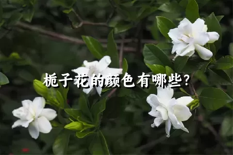 栀子花的颜色有哪些？