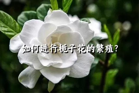 如何进行栀子花的繁殖？