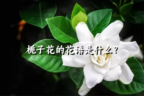 栀子花的花语是什么？