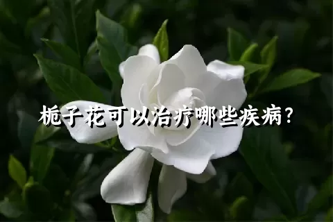 栀子花可以治疗哪些疾病？