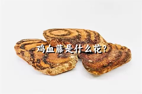 鸡血藤是什么花？