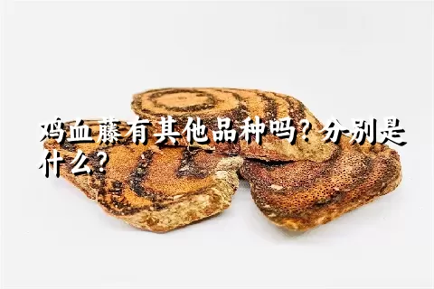 鸡血藤有其他品种吗？分别是什么？