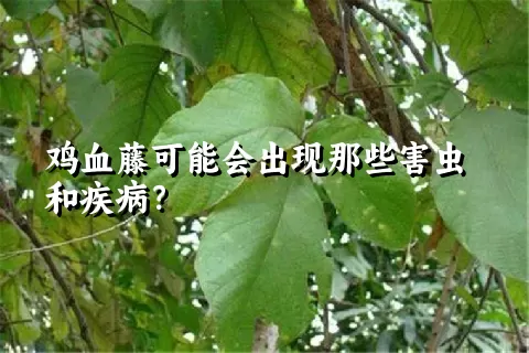 鸡血藤可能会出现那些害虫和疾病？