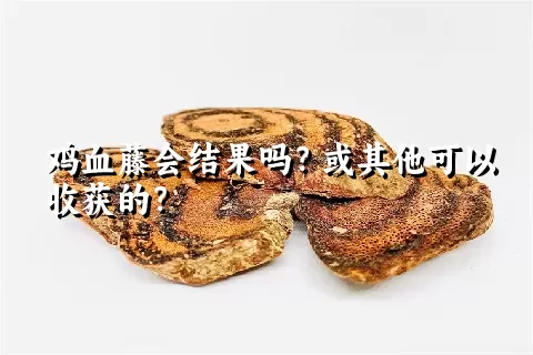 鸡血藤会结果吗？或其他可以收获的？