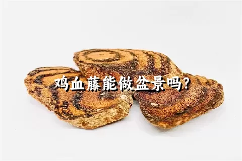 鸡血藤能做盆景吗？