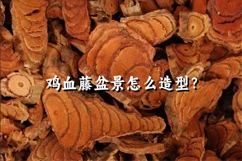 鸡血藤盆景怎么造型？