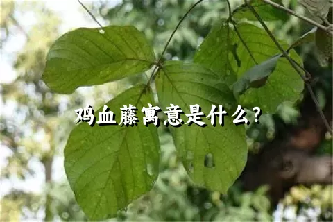 鸡血藤寓意是什么？