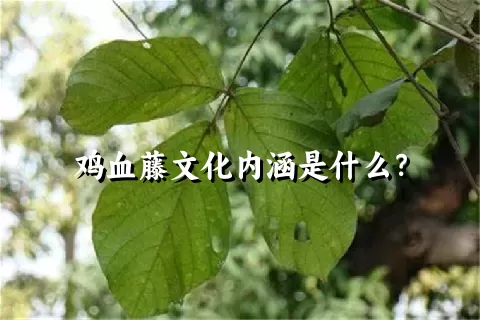 鸡血藤文化内涵是什么？