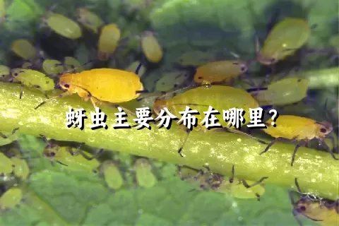 蚜虫主要分布在哪里？