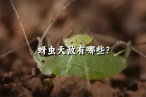 蚜虫天敌有哪些？