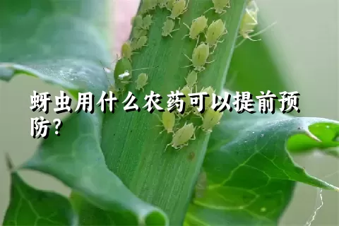 蚜虫用什么农药可以提前预防？