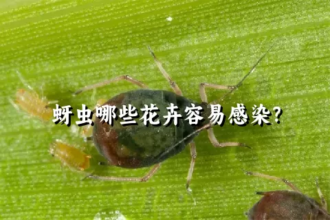 蚜虫哪些花卉容易感染？