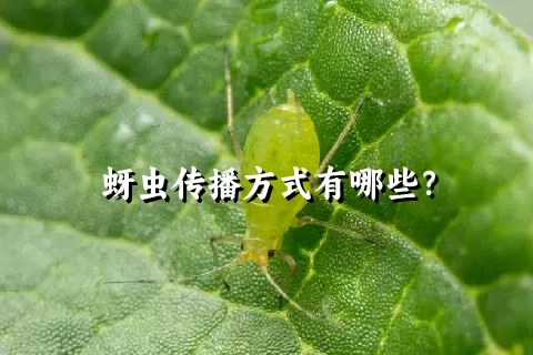 蚜虫传播方式有哪些？