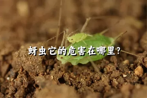 蚜虫它的危害在哪里？