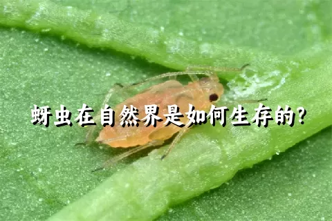 蚜虫在自然界是如何生存的？