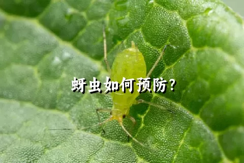 蚜虫如何预防？