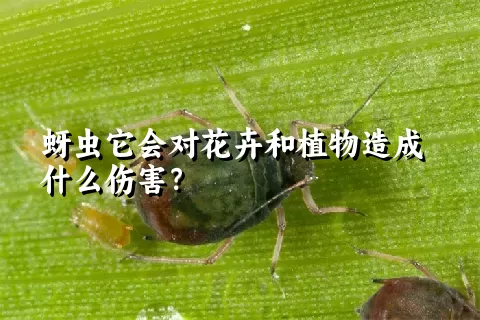 蚜虫它会对花卉和植物造成什么伤害？