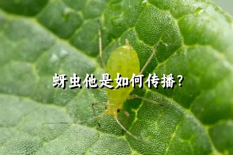 蚜虫他是如何传播？