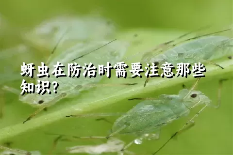 蚜虫在防治时需要注意那些知识？