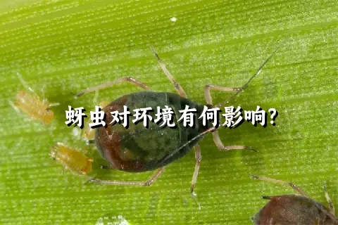 蚜虫对环境有何影响？