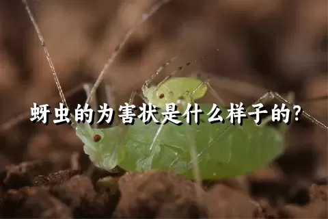 蚜虫的为害状是什么样子的？