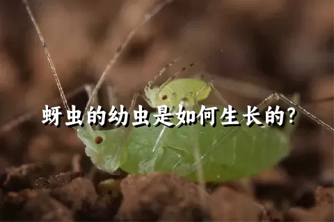 蚜虫的幼虫是如何生长的？