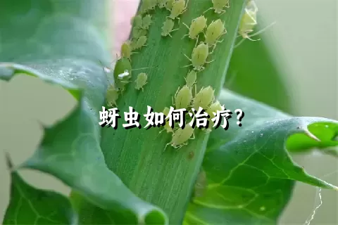 蚜虫如何治疗？