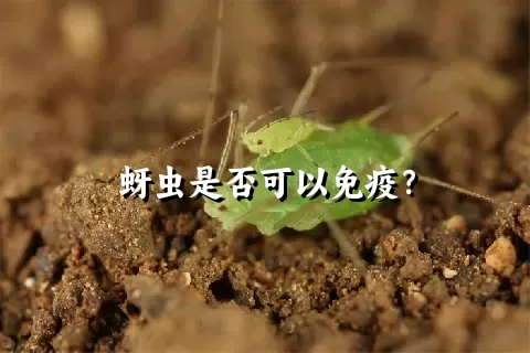 蚜虫是否可以免疫？