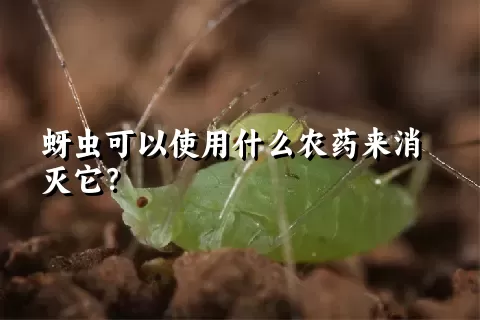 蚜虫可以使用什么农药来消灭它？