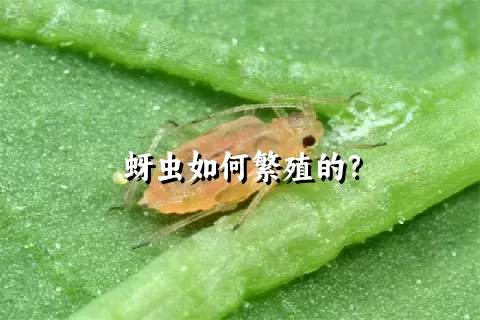 蚜虫如何繁殖的？