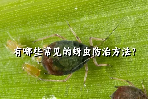 有哪些常见的蚜虫防治方法？