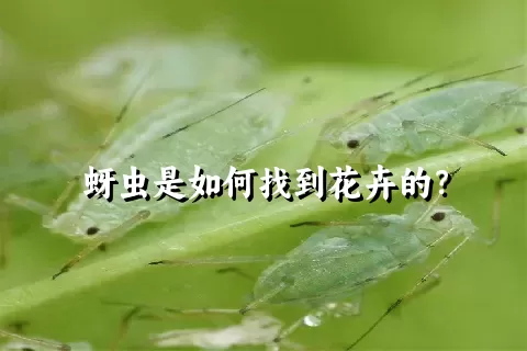 蚜虫是如何找到花卉的？