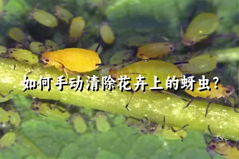 如何手动清除花卉上的蚜虫？