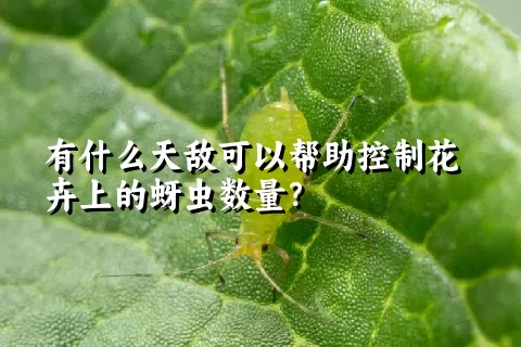 有什么天敌可以帮助控制花卉上的蚜虫数量？